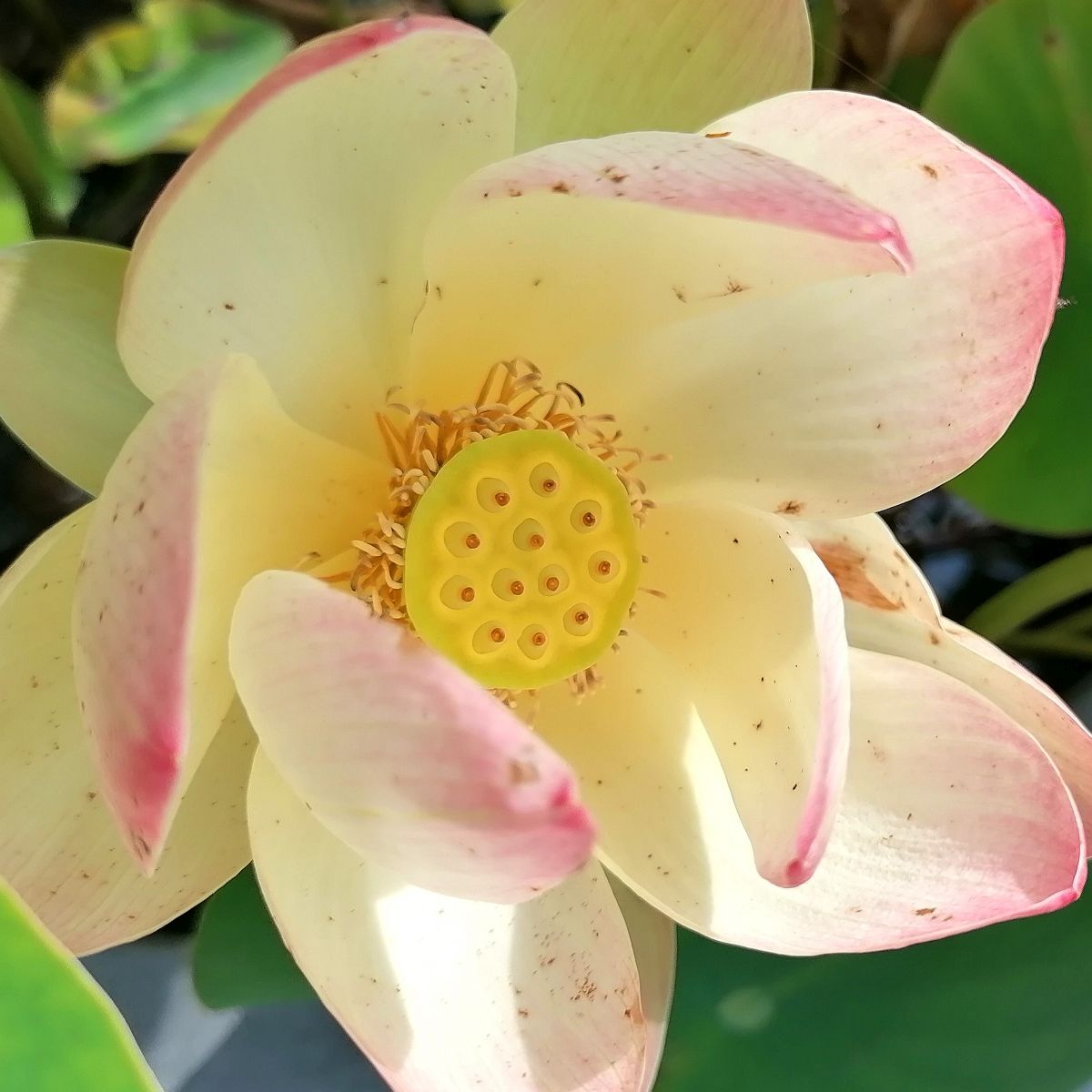 Lotusblüte - im Garten Patrizia Haslinger - Die Herzensgärtnerin