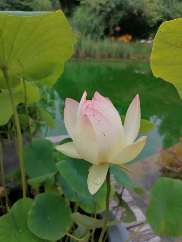 Lotusknospe - Garten Patrizia Haslinger - Die Herzensgärtnerin
