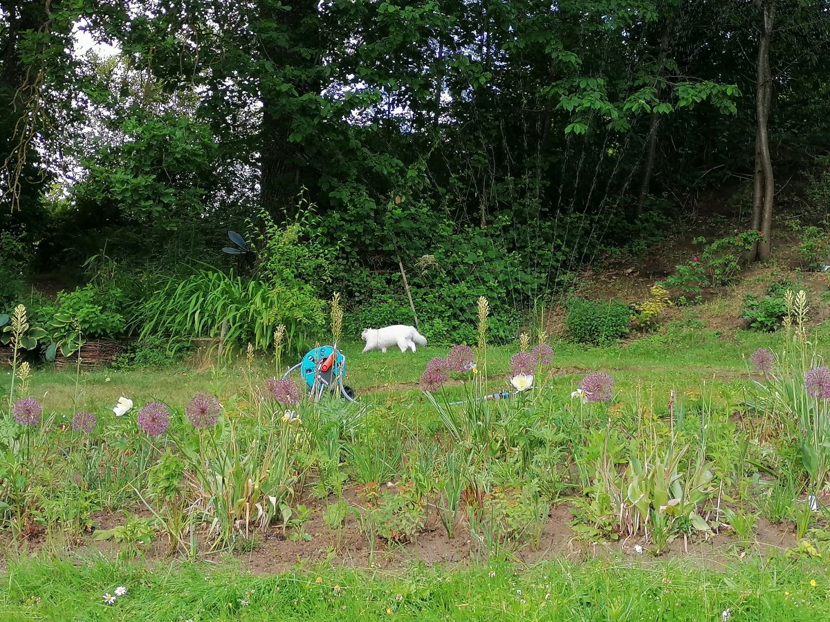 Staudenpflanzung - weiße Katze im Hintergrund - im Garten der Herzensgärtnerin Patrizia Haslinger