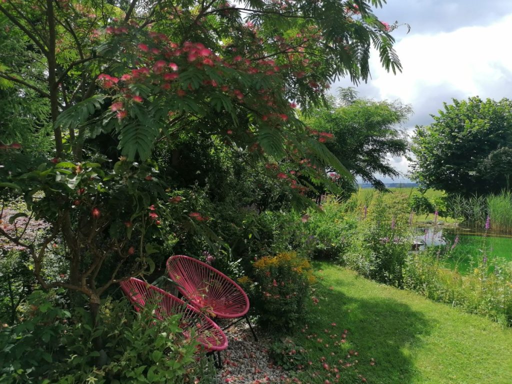 zwei pinke Retrosessel - Naturteich - Albizia in Blüte - Im Garten von Patrizia Haslinger - Die Herzensgärtnerin