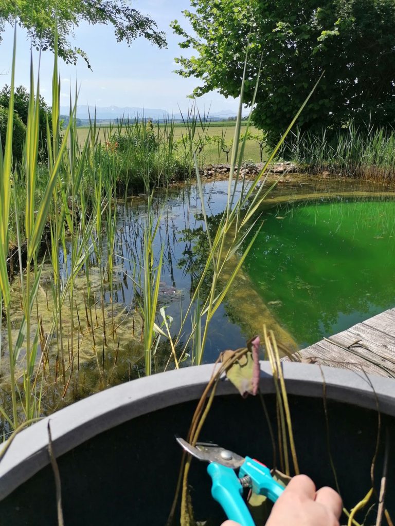 Naturteich - Gardena Gartenschere - Markenbotschafterin Patrizia Haslinger - Wasser im Garten - Die Herzensgärtnerin - richtig bewässern