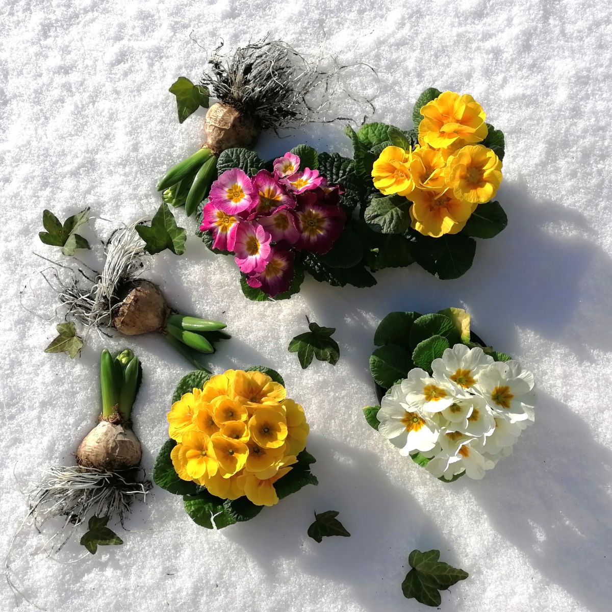 Primeln und Frühlingsblüher im Schnee - Die Herzensgärtnerin