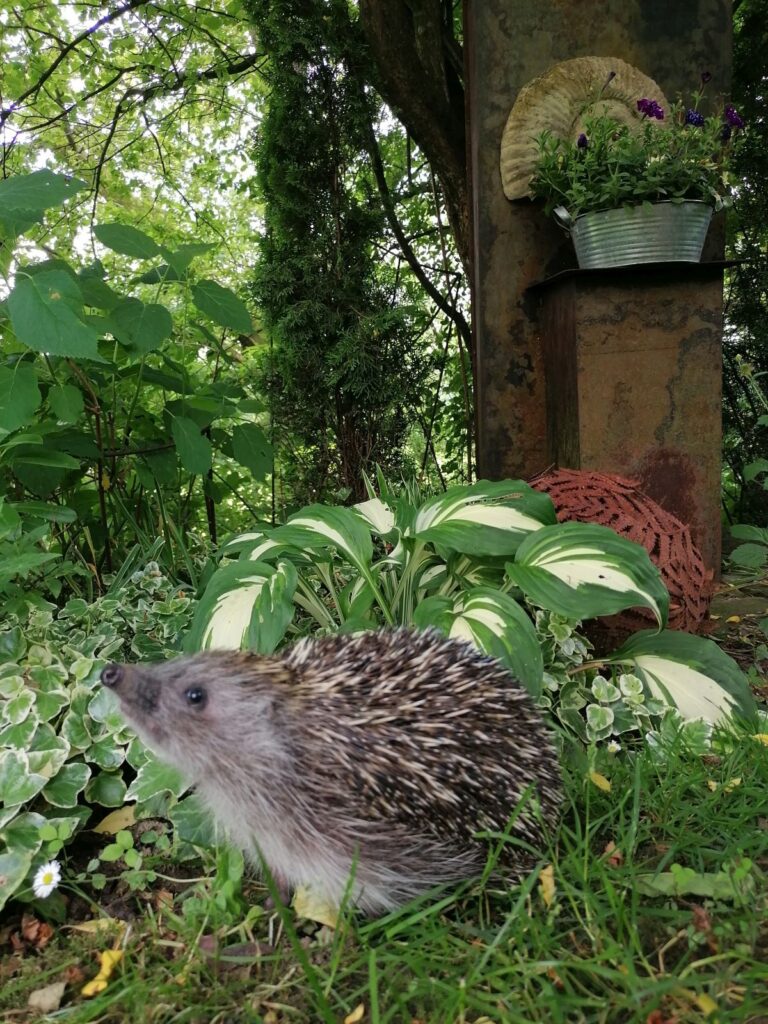 Igel – neues zuhause bei Die Herzensgärterin Igel - Nützlinge im Garten - Die Herzensgärtnerin