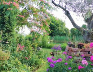 Albizia-Olivenbaum-blühender Phlox in pink vor Naturteich-Schaugarten von Patrizia Haslinger-Gartenführungen-Tag der offenen Gartentür-Die Herzensgärtnerin