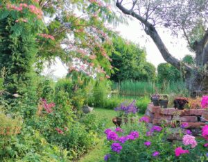 Albizia-Olivenbaum-blühender Phlox in pink vor Naturteich-Schaugarten von Patrizia Haslinger-Gartenführungen-Tag der offenen Gartentür-Die Herzensgärtnerin