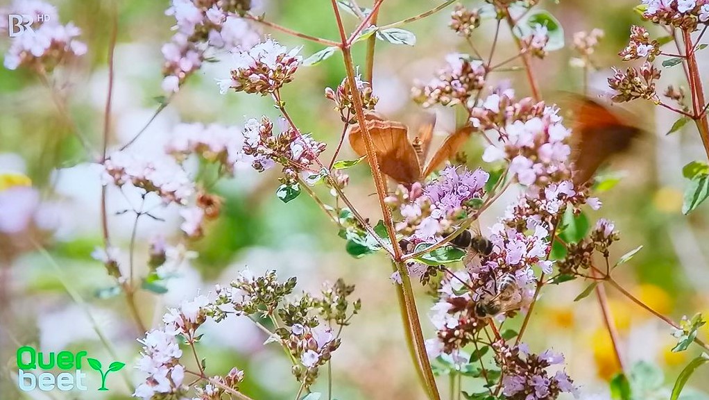 Blog-Querbeet-Making of-Die Herzensgärtnerin-Garten (87) Schmetterling auf Oregano im Garten von Patrizia Haslinger - Schaugarten - TV-Garten