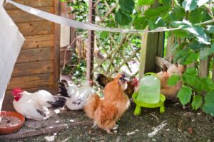 Zwerghühner im Garten von Patrizia Haslinger-Die Herzensgärtnerin