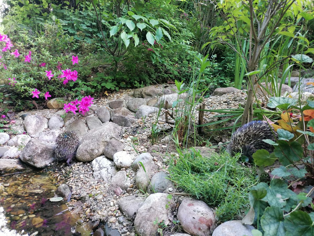 (m)ein Naturgarten bietet igelsichere Wasserquellen Die Herzensgärtnerin Igelfreundliche Wasserstelle im Naturgarten von Patrizia Haslinger | Die Herzensgärternin | Tipps für einen igelfreundlichen Garten | Blog | Gartenblog | Naturgartengestalterin | The Heartgardener