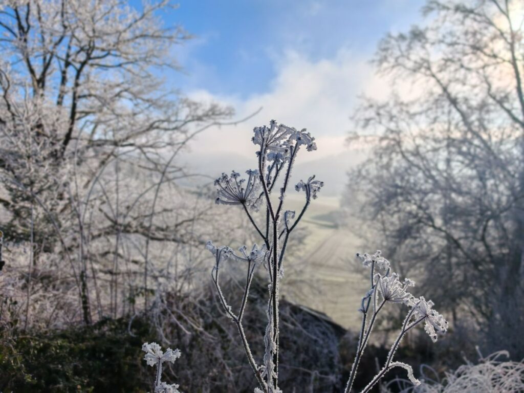 Bronzefenchel im Frostkleid bringt Struktur in den winterlichen Garten Herbstimpressionen Haslinger