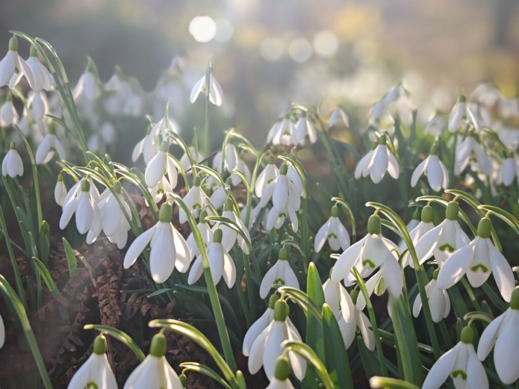 Herbstimpressionen Haslinger