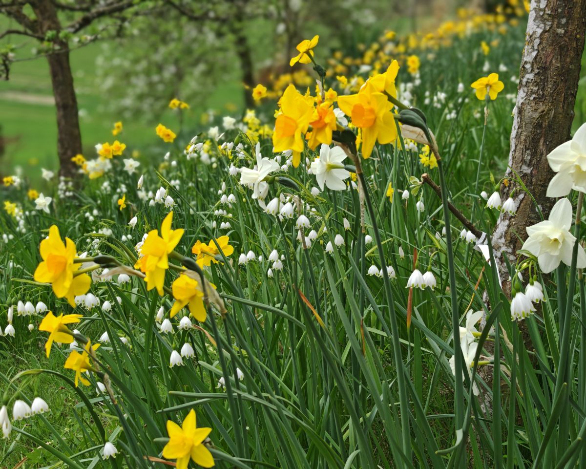 Blumenwiese | No Mow May | Mähfreier Mai | Gartenblog | Blog von Patrizia Haslinger | Die Herzensgärtnerin | Naturgartengestalterin | The Heartgardener | Naturgartengestaltung