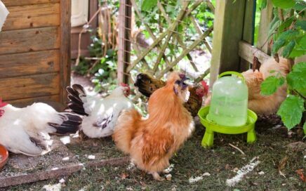 Hühnerhaltung im eigenen Garten | Pflege und Tipps im Blog von Patrizia Haslinger | Die Herzensgärtnerin | Der Selbstversorgergarten für Fortgeschrittene | Naturgartengestalterin