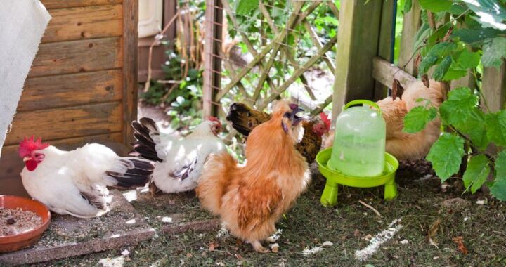Hühnerhaltung im eigenen Garten | Pflege und Tipps im Blog von Patrizia Haslinger | Die Herzensgärtnerin | Der Selbstversorgergarten für Fortgeschrittene | Naturgartengestalterin