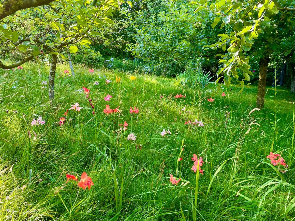Blumenwiese | Gartenblog | Die Herzensgärtnerin | Naturgartengestalterin | Patrizia Haslinger | Naturgartengestaltung