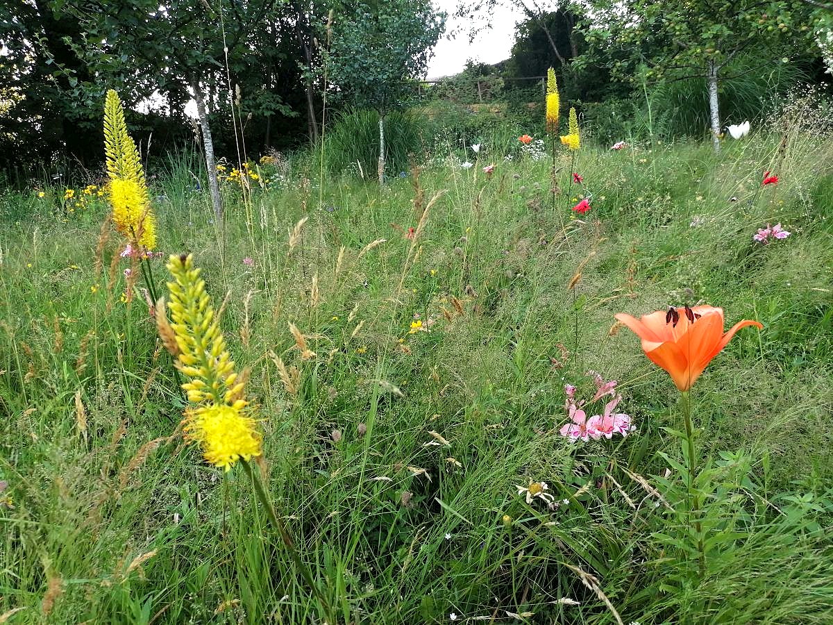 Blumenwiese | Die Herzensgärtnerin | Naturgartengestalterin | Patrizia Haslinger | Naturgartengestaltung | Schaugarten | Gartenführungen