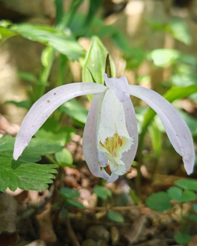 Gartenorchidee im Schaugarten von Patrizia Haslinger