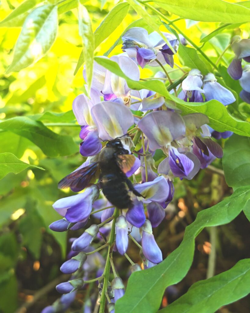 Holzbiene auf Wisteria im Schaugarten von Patrizia Hasllinger
