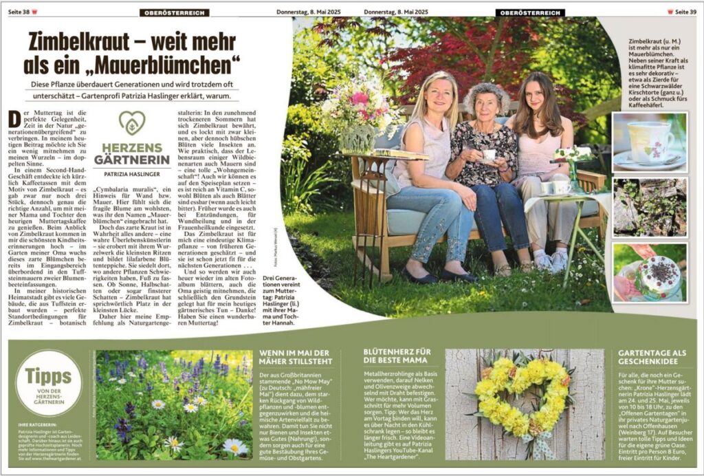 Krone Beitrag 8.5.2025 Muttertag Zimbelkraut NoMowMay Blumenherz web Kronen Zeitung Muttertagsbeitrag von Patrizia Haslinger 2025 | Zimbelkraut | No mow may | mähfreier Mai | Blumenherz DIY | Die Herzensgärtnerin | The Heartgardener | Naturgartengestalterin | Gartenblog | Kolumnistin | Bloggerin