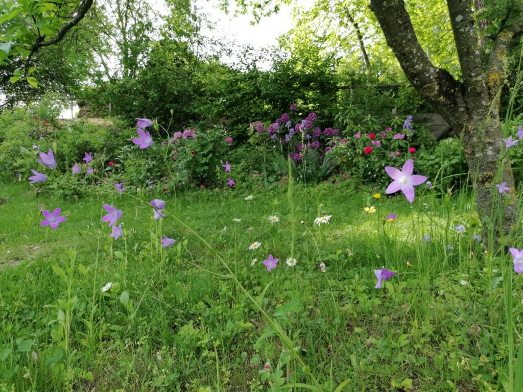 Wildblumenwiese | No Mow May | Mähfreier Mai | Gartenblog | Blog von Patrizia Haslinger | Die Herzensgärtnerin | Naturgartengestalterin | The Heartgardener | Naturgartengestaltung