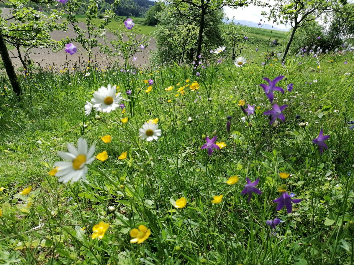 Blumenwiese | No Mow May | Mähfreier Mai | Gartenblog | Blog von Patrizia Haslinger | Die Herzensgärtnerin | Naturgartengestalterin | The Heartgardener | Naturgartengestaltung
