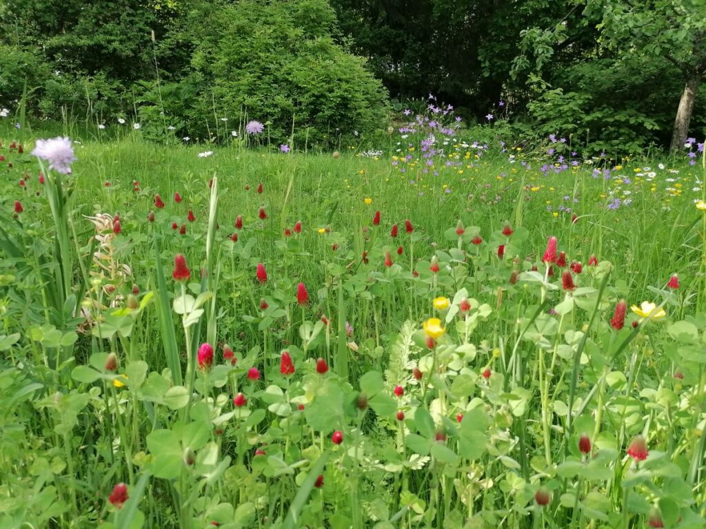 Blumenwiese | No Mow May | Mähfreier Mai | Gartenblog | Blog von Patrizia Haslinger | Die Herzensgärtnerin | Naturgartengestalterin | The Heartgardener | Naturgartengestaltung
