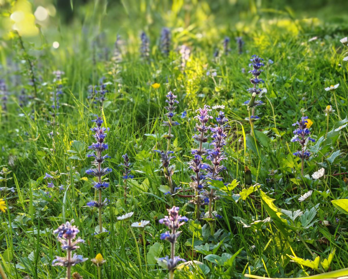 Blumenwiese | No Mow May | Mähfreier Mai | Gartenblog | Blog von Patrizia Haslinger | Die Herzensgärtnerin | Naturgartengestalterin | The Heartgardener | Naturgartengestaltung