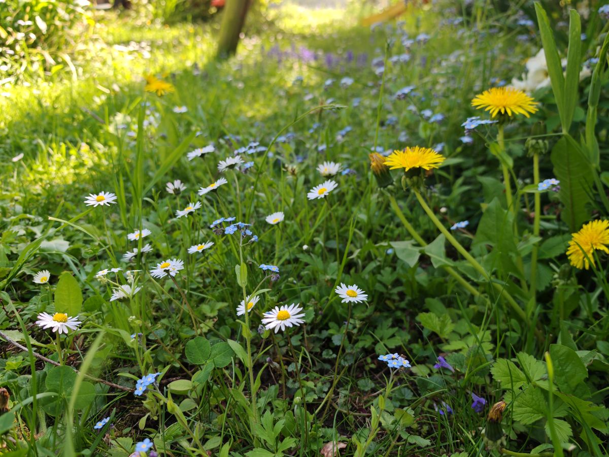 No Mow May | Mähfreier Mai | Gartenblog | Blog von Patrizia Haslinger | Die Herzensgärtnerin | Naturgartengestalterin | The Heartgardener | Naturgartengestaltung