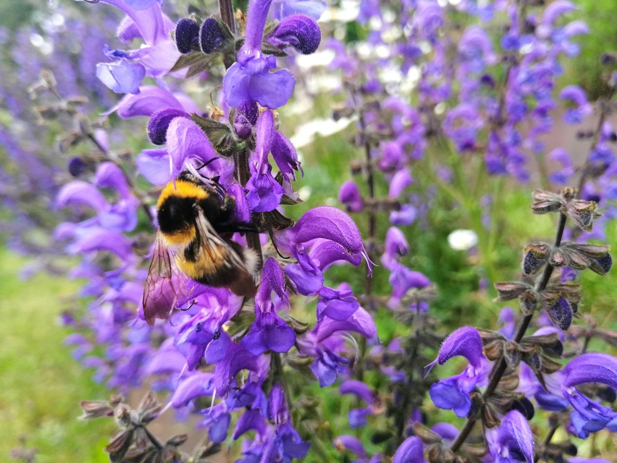 No Mow May | Mähfreier Mai | Gartenblog | Blog von Patrizia Haslinger | Die Herzensgärtnerin | Naturgartengestalterin | The Heartgardener | Naturgartengestaltung | Hummel auf Wiesensalbei