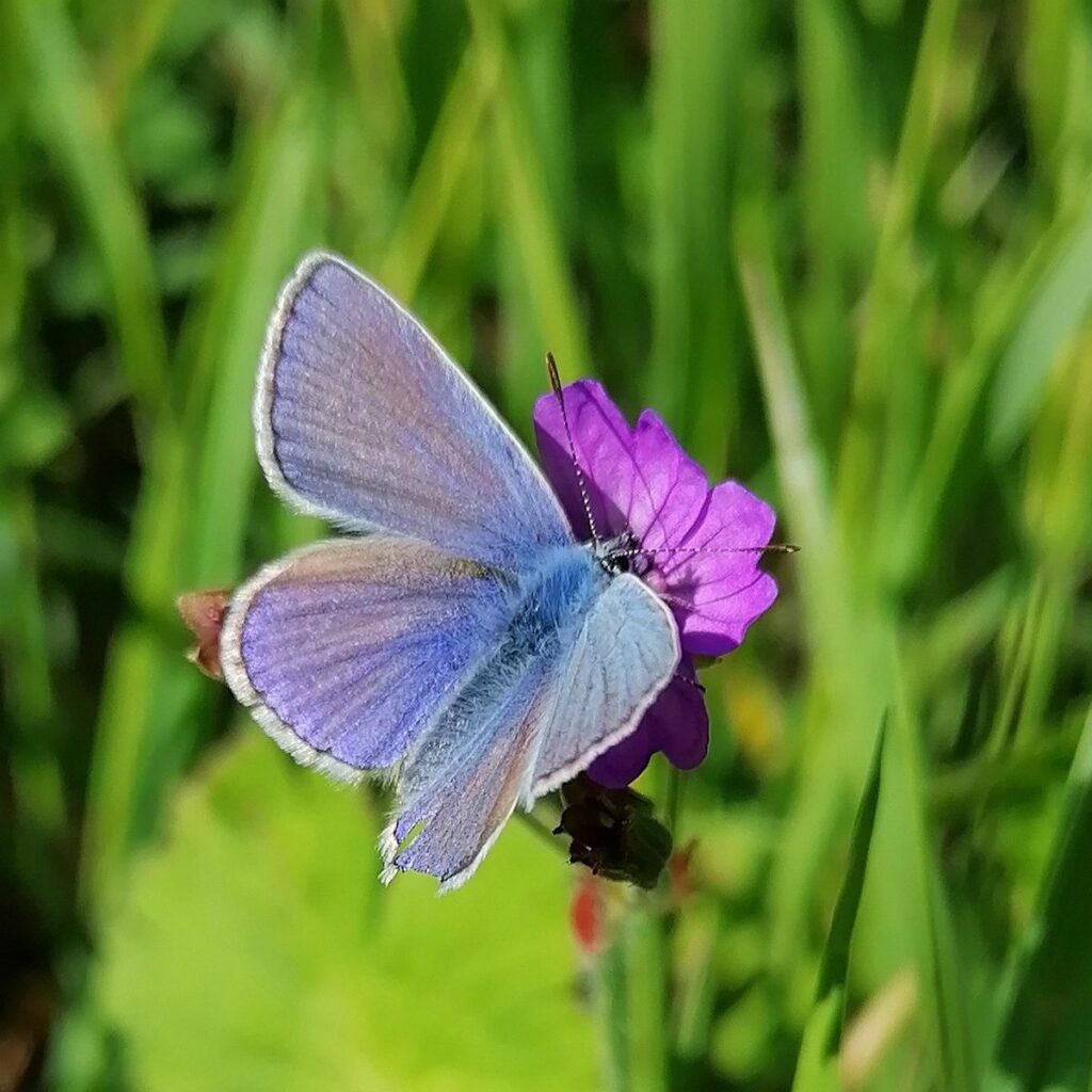 No Mow May | Mähfreier Mai | Gartenblog | Blog von Patrizia Haslinger | Die Herzensgärtnerin | Naturgartengestalterin | The Heartgardener | Naturgartengestaltung