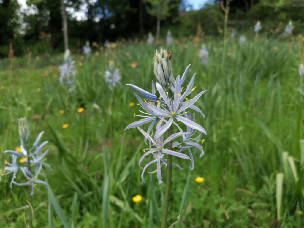 Blumenwiese | Camassienwiese | No Mow May | Mähfreier Mai | Gartenblog | Blog von Patrizia Haslinger | Die Herzensgärtnerin | Naturgartengestalterin | The Heartgardener | Naturgartengestaltung | Camassia