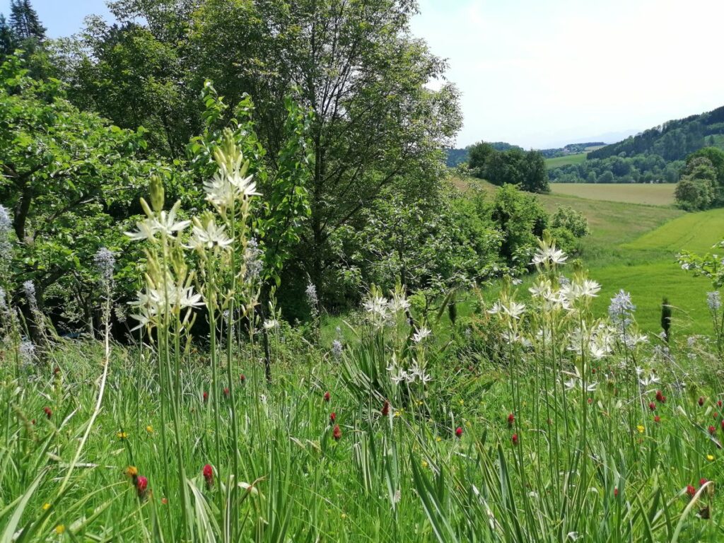 Blumenwiese | Camassienwiese | No Mow May | Mähfreier Mai | Gartenblog | Blog von Patrizia Haslinger | Die Herzensgärtnerin | Naturgartengestalterin | The Heartgardener | Naturgartengestaltung | Camassia