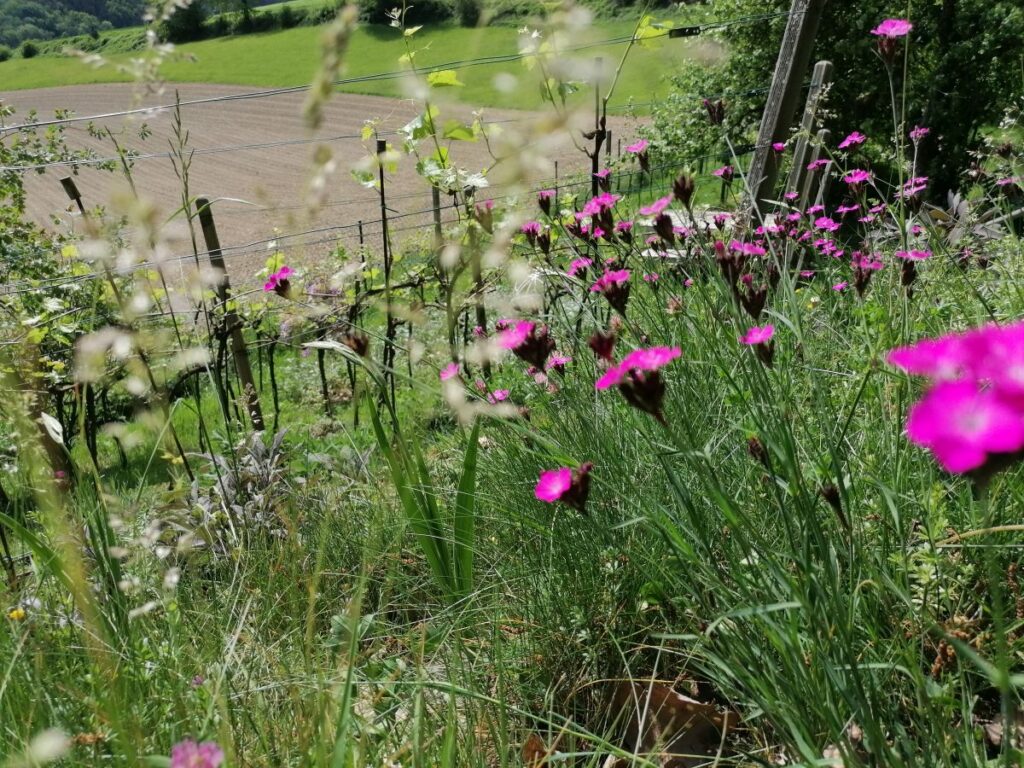 Blumenwiese | Karthäusernelke | No Mow May | Mähfreier Mai | Gartenblog | Blog von Patrizia Haslinger | Die Herzensgärtnerin | Naturgartengestalterin | The Heartgardener | Naturgartengestaltung