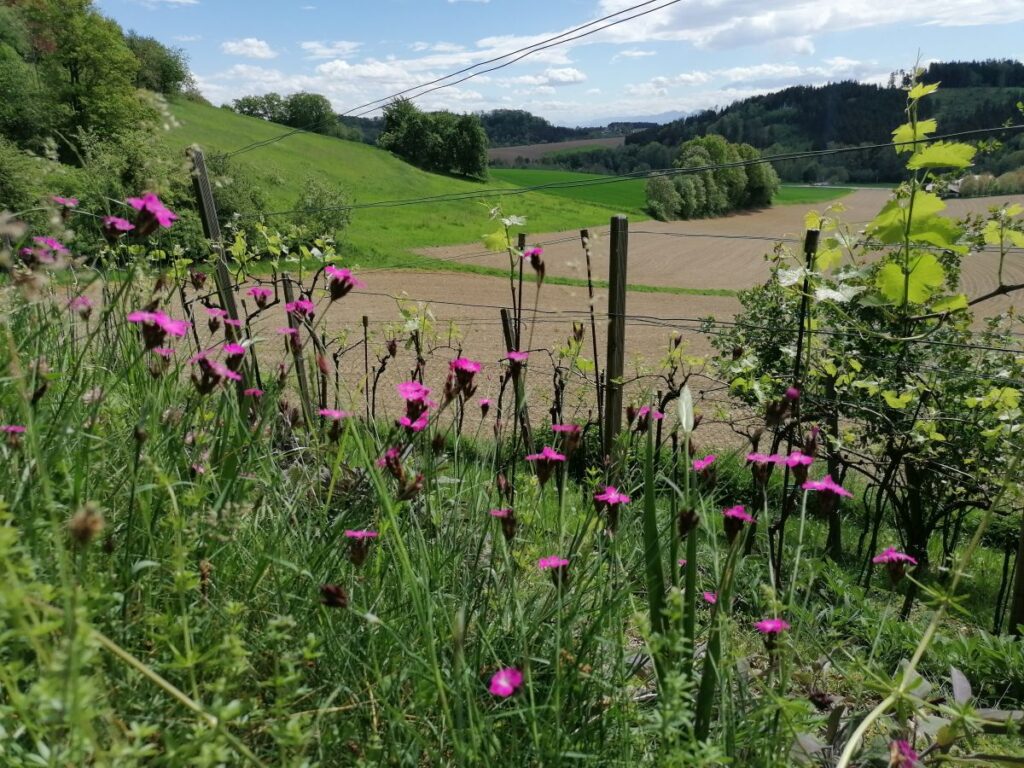 Blumenwiese | Karthäusernelke | No Mow May | Mähfreier Mai | Gartenblog | Blog von Patrizia Haslinger | Die Herzensgärtnerin | Naturgartengestalterin | The Heartgardener | Naturgartengestaltung