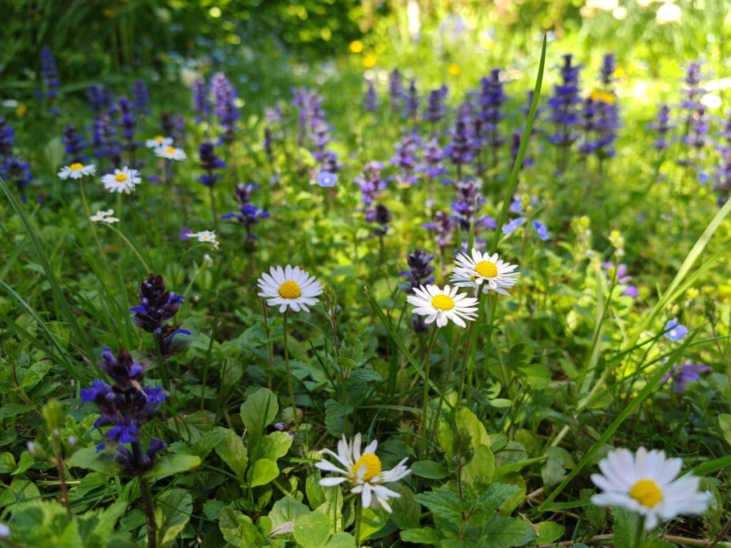 No Mow May | Mähfreier Mai | Gartenblog | Blog von Patrizia Haslinger | Die Herzensgärtnerin | Naturgartengestalterin | The Heartgardener | Naturgartengestaltung