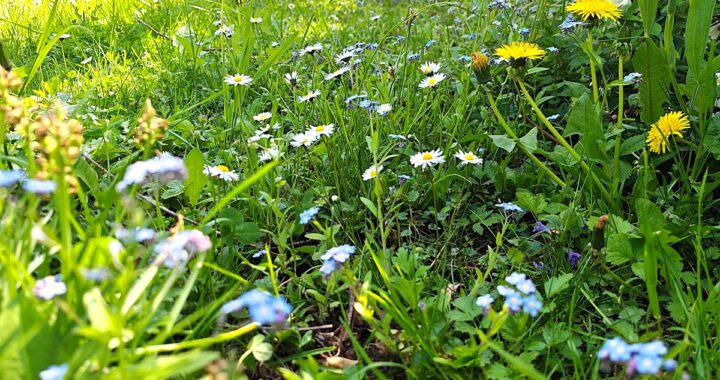 No Mow May | Mähfreier Mai | Gartenblog | Blog von Patrizia Haslinger | Die Herzensgärtnerin | Naturgartengestalterin | The Heartgardener | Naturgartengestaltung