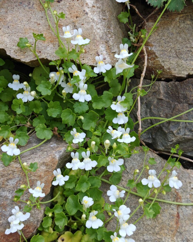 Zimbelkraut Pflanzenporträt Gartenblog Die Herzensgärtnerin (2) weißes Zimbelkraut | Mauerblümchen | Pflanzenportät | Gartenblog | Die Herzensgärtnerin | Patrizia Haslinger | Naturgartengestalterin | The Heartgardener