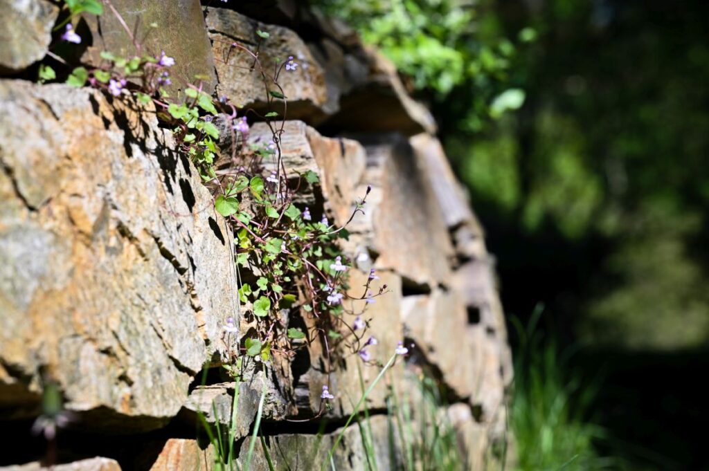 Zimbelkraut in Trockenmauer Garten Die Herzensgärtnerin (Fotocredit Markus Wenzel) Zimbelkraut im Garten von Patrizia Haslinger | Die Herzensgärtnerin | Gartenblog | Naturgartengestalterin