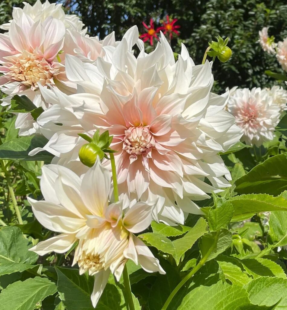 Dahlien | Blog Die Herzensgärtnerin | Pflegetipps | Pflanztipps | Deko mit Dahlien | Gartenblumenstrauß | Schnittblumengarten | Cuttinggarden | Naturgartengestalterin Patrizia Haslinger | The Heartgardener | Pflanzenportät Dahlie | Georgien