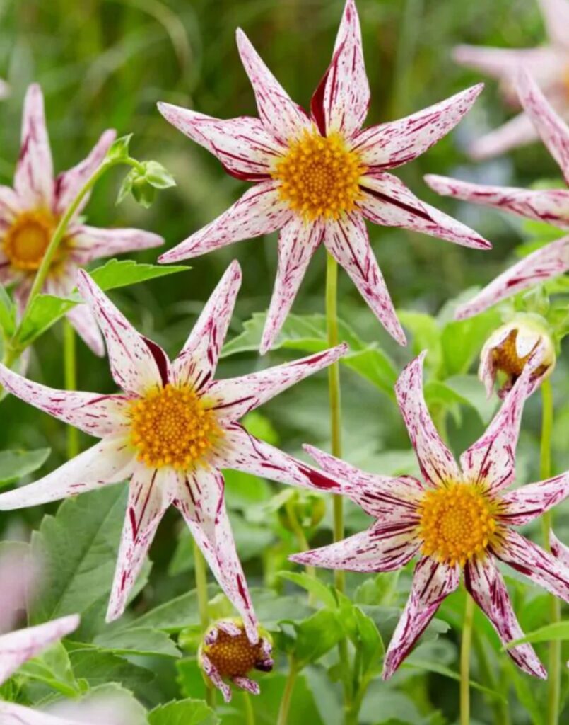 Dahlien | Blog Die Herzensgärtnerin | Pflegetipps | Pflanztipps | Deko mit Dahlien | Gartenblumenstrauß | Schnittblumengarten | Cuttinggarden | Naturgartengestalterin Patrizia Haslinger | The Heartgardener | Pflanzenportät Dahlie | Georgien