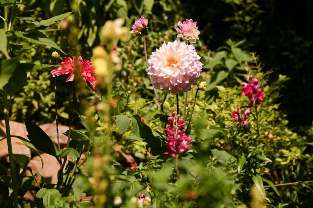 Dahlien | Blog Die Herzensgärtnerin | Pflegetipps | Pflanztipps | Deko mit Dahlien | Gartenblumenstrauß | Schnittblumengarten | Cuttinggarden | Naturgartengestalterin Patrizia Haslinger | The Heartgardener | Pflanzenportät Dahlie | Georgien