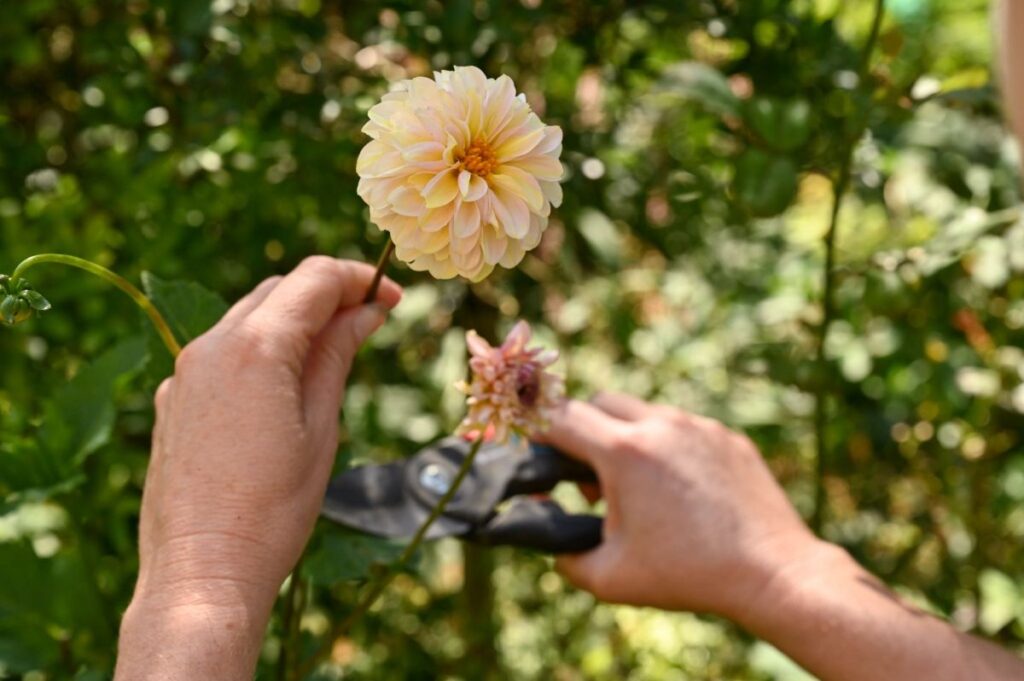 Dahlien | Blog Die Herzensgärtnerin | Pflegetipps | Pflanztipps | Deko mit Dahlien | Gartenblumenstrauß | Schnittblumengarten | Cuttinggarden | Naturgartengestalterin Patrizia Haslinger | The Heartgardener | Pflanzenportät Dahlie | Georgien