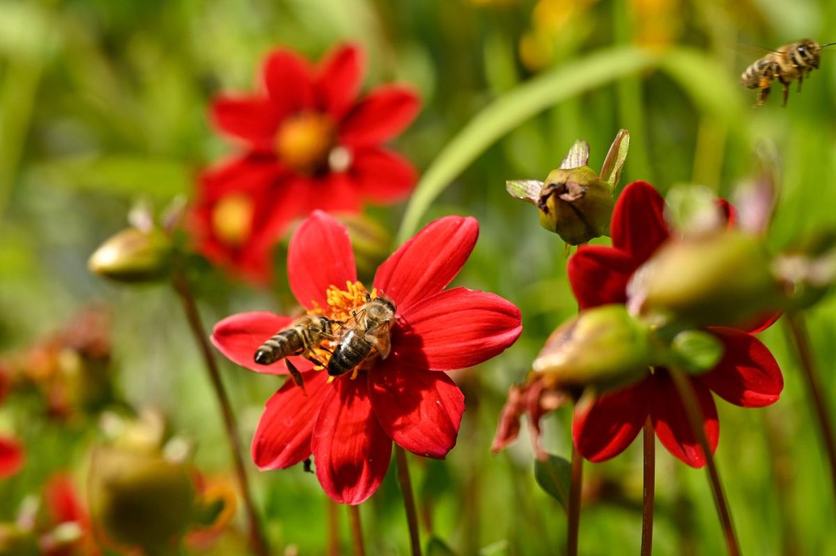 Dahlien | Blog Die Herzensgärtnerin | Pflegetipps | Pflanztipps | Deko mit Dahlien | Gartenblumenstrauß | Schnittblumengarten | Cuttinggarden | Naturgartengestalterin Patrizia Haslinger | The Heartgardener | Pflanzenportät Dahlie | Georgien
