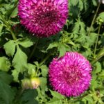 Dahlienporträt Blog Die Herzensgärtnerin (Fotocredit Sven Beck) (13)