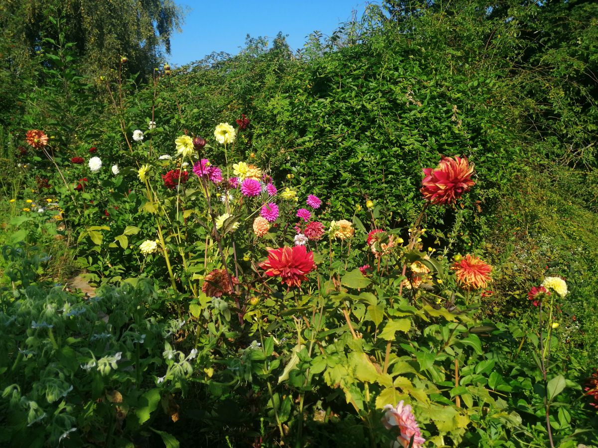 Dahlien | Blog Die Herzensgärtnerin | Pflegetipps | Pflanztipps | Deko mit Dahlien | Gartenblumenstrauß | Schnittblumengarten | Cuttinggarden | Naturgartengestalterin Patrizia Haslinger | The Heartgardener | Pflanzenportät Dahlie | Georgien