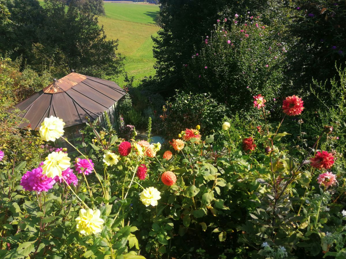 Dahlien | Blog Die Herzensgärtnerin | Pflegetipps | Pflanztipps | Deko mit Dahlien | Gartenblumenstrauß | Schnittblumengarten | Cuttinggarden | Naturgartengestalterin Patrizia Haslinger | The Heartgardener | Pflanzenportät Dahlie | Georgien