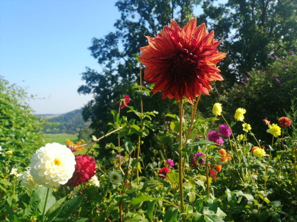 Dahlien | Blog Die Herzensgärtnerin | Pflegetipps | Pflanztipps | Deko mit Dahlien | Gartenblumenstrauß | Schnittblumengarten | Cuttinggarden | Naturgartengestalterin Patrizia Haslinger | The Heartgardener | Pflanzenportät Dahlie | Georgien