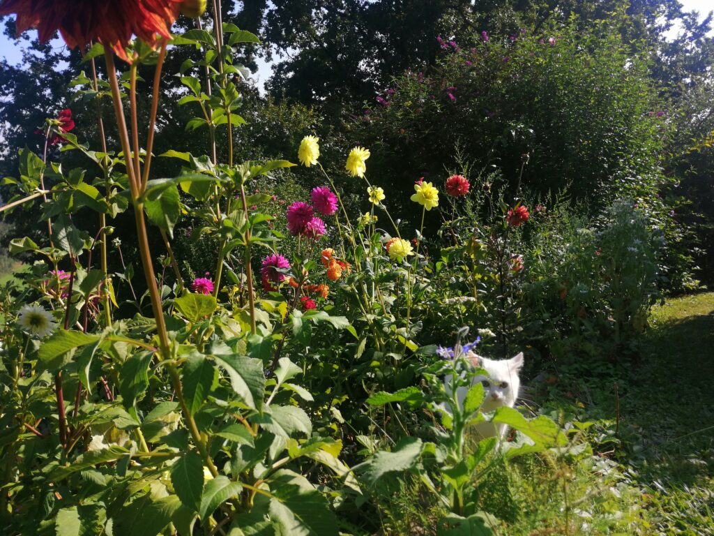 Dahlien | Blog Die Herzensgärtnerin | Pflegetipps | Pflanztipps | Deko mit Dahlien | Gartenblumenstrauß | Schnittblumengarten | Cuttinggarden | Naturgartengestalterin Patrizia Haslinger | The Heartgardener | Pflanzenportät Dahlie | Georgien