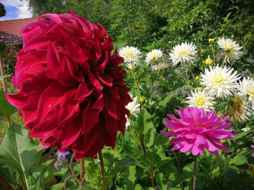Dahlien | Blog Die Herzensgärtnerin | Pflegetipps | Pflanztipps | Deko mit Dahlien | Gartenblumenstrauß | Schnittblumengarten | Cuttinggarden | Naturgartengestalterin Patrizia Haslinger | The Heartgardener | Pflanzenportät Dahlie | Georgien