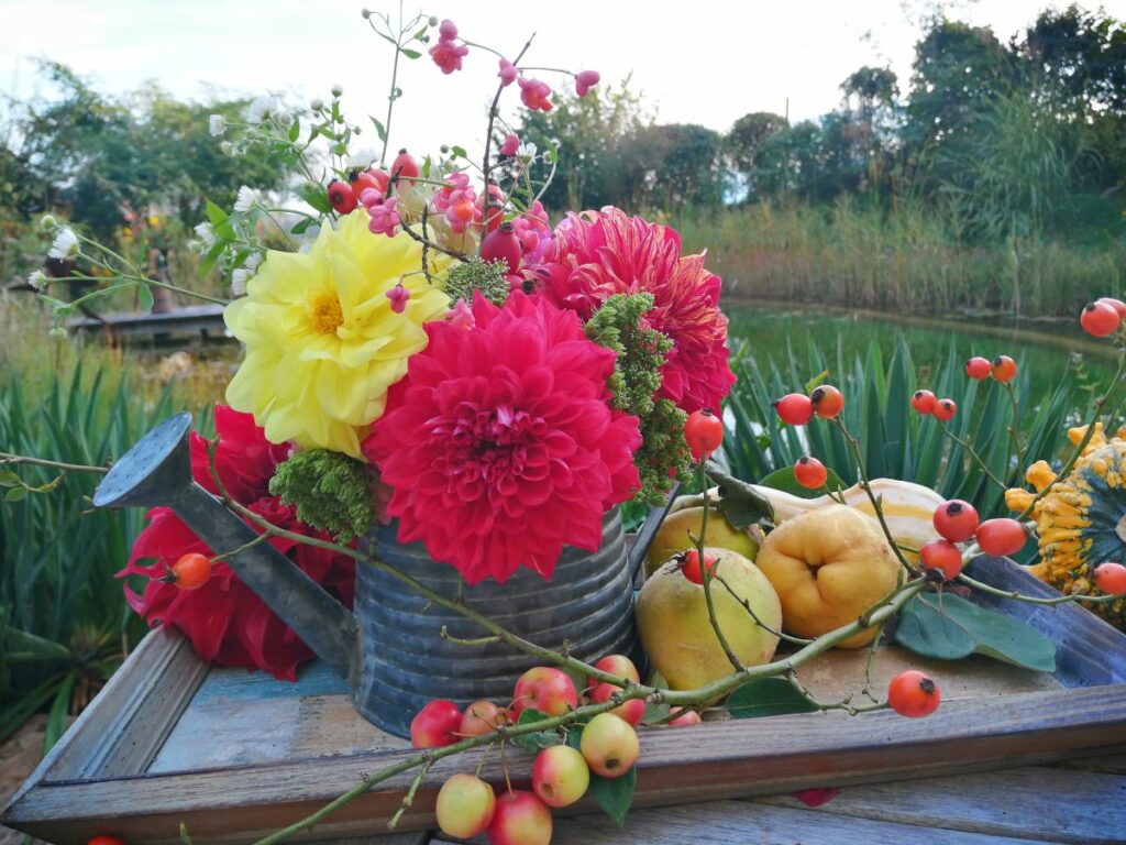 Dahlien | Blog Die Herzensgärtnerin | Pflegetipps | Pflanztipps | Deko mit Dahlien | Gartenblumenstrauß | Schnittblumengarten | Cuttinggarden | Naturgartengestalterin Patrizia Haslinger | The Heartgardener | Pflanzenportät Dahlie | Georgien