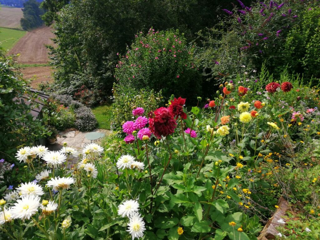 Dahlien | Blog Die Herzensgärtnerin | Pflegetipps | Pflanztipps | Deko mit Dahlien | Gartenblumenstrauß | Schnittblumengarten | Cuttinggarden | Naturgartengestalterin Patrizia Haslinger | The Heartgardener | Pflanzenportät Dahlie | Georgien